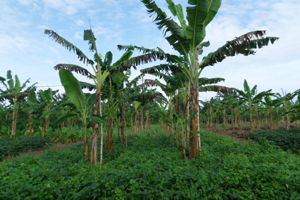 Test de cultures annuelles en association au bananier plantain, CARBAP, Cameroun, Njombé © S. Dépigny, Cirad